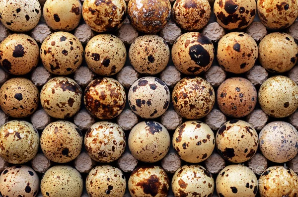 Ou de prepelita (20 buc)