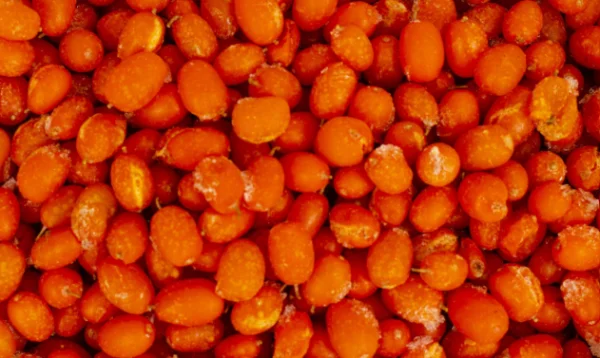 Catina congelata (1 kg)